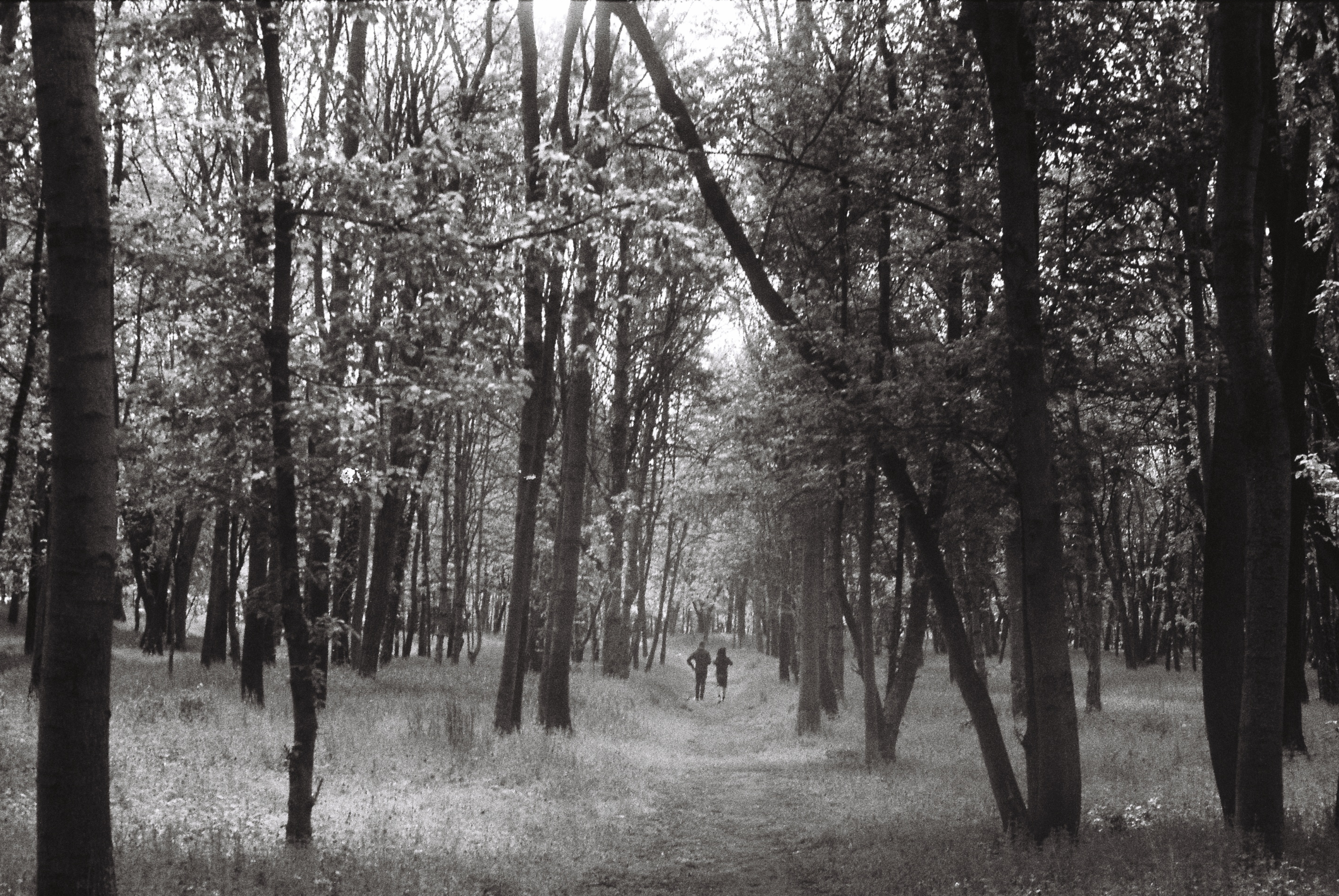 Runners in a forest